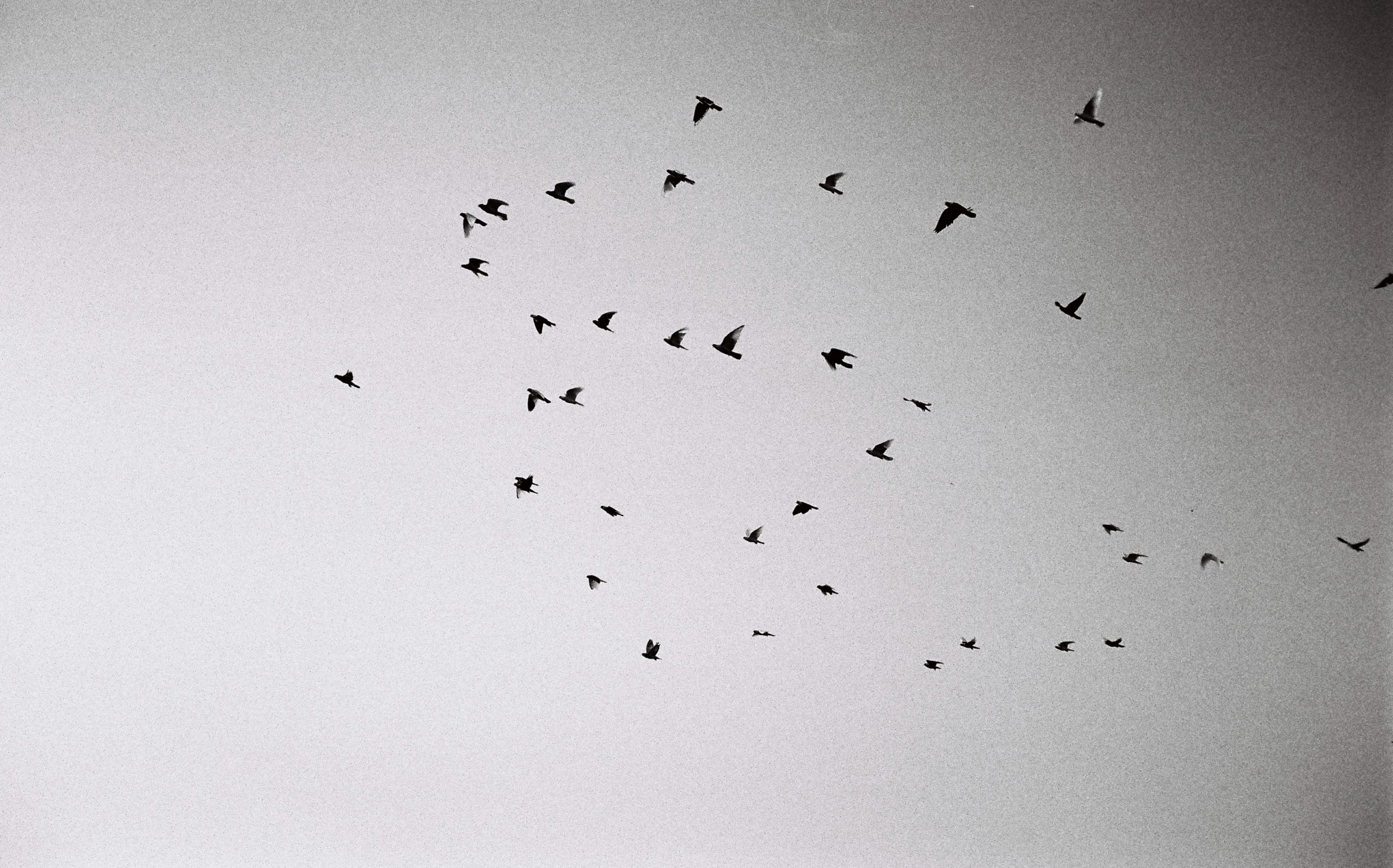 BIRDS-GARBAGE-CITY_Mesa de trabajo 1 copia 5