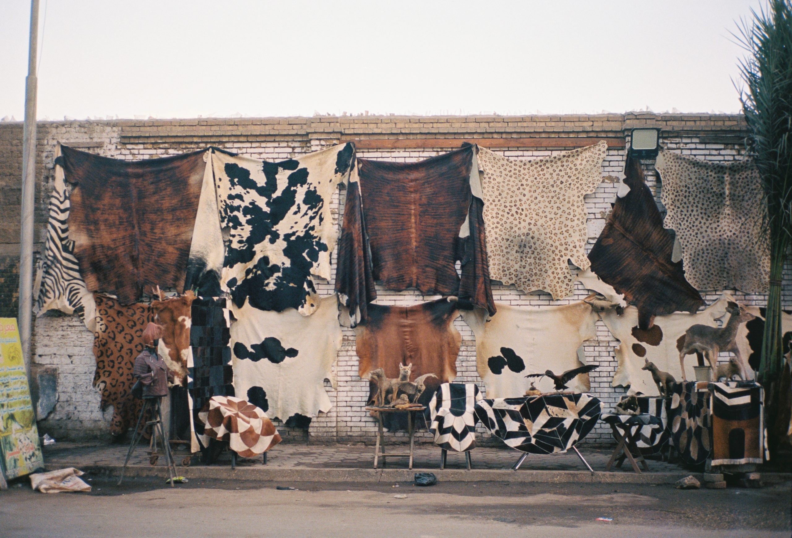 CAIRO_FILM_HORIZONTAL-06